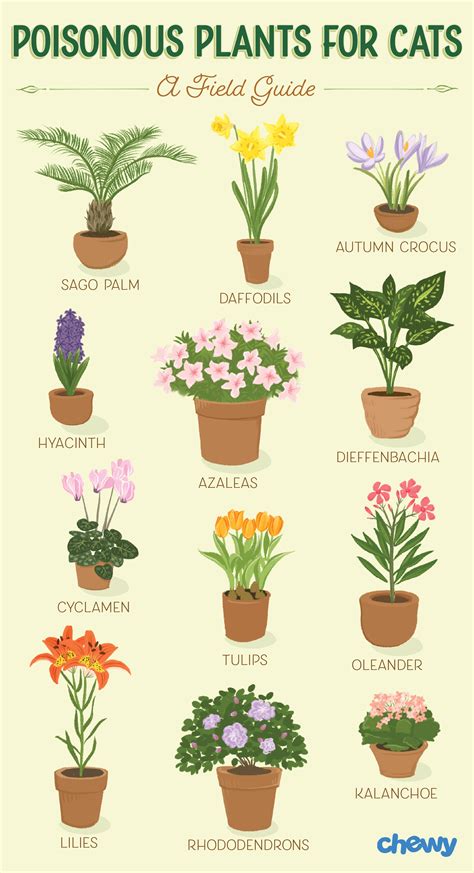 poisonous house plants for cats.